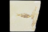 Fossil Fish (Knightia) Plate - Green River Formation #119513-1